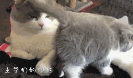 小奶猫刚到家拉稀怎么办,新猫到家拉稀