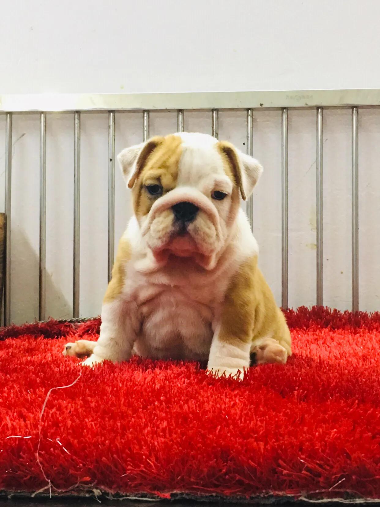 狗狗不定点排便怎么办,如何训练狗狗拉屎