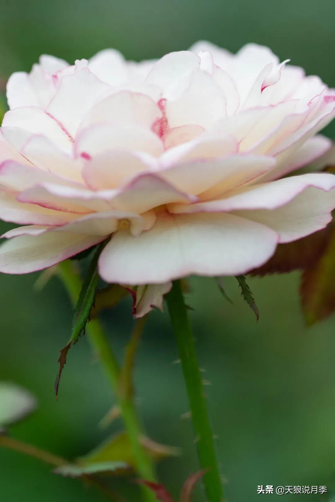 天狼自育抗病强品种,天狼自育浓香品种