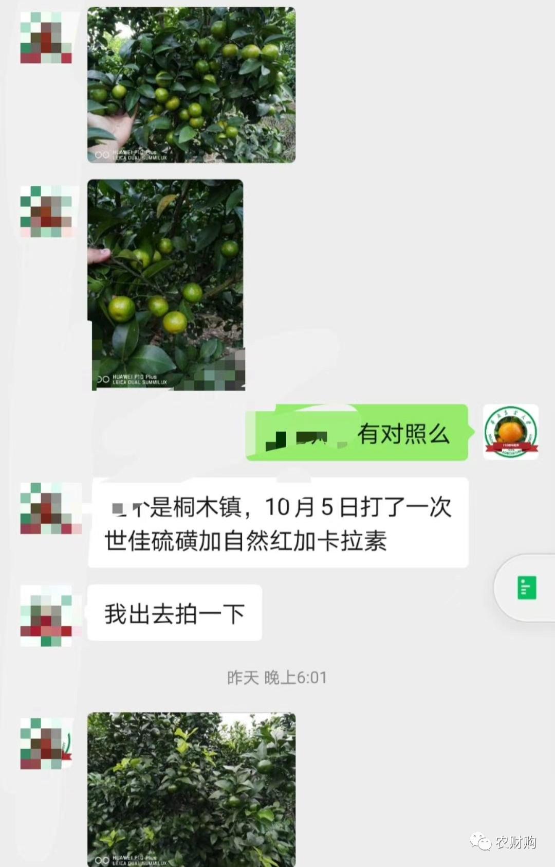 到底什么时候打着色剂好？用了几年的果农告诉你，实际效果如何