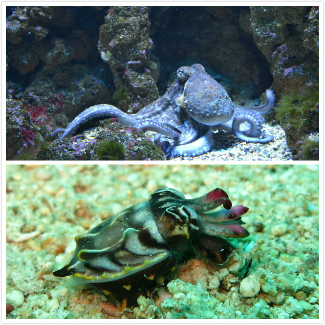 章鱼篇|青研社侦探带你揭秘：为什么章鱼比人类还聪明