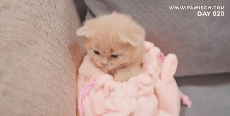 国家一级保护野生猫,国家一级保护哺乳动物名单