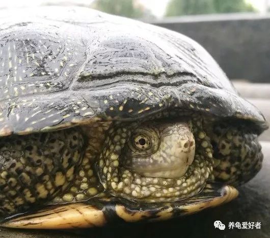 龟喜欢呆在什么样的环境里,白色环境和黑色环境养出来的龟