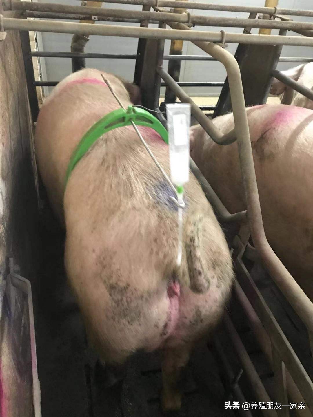 配种后，这7个动作容易让母猪流产，快看看你有在做吗？