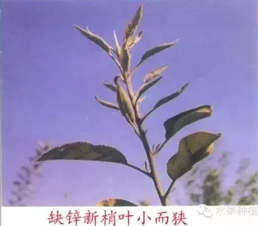 苹果树缺什么药,苹果树都有什么病怎么治