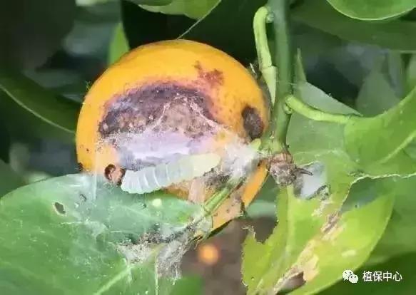 柑橘害虫最佳治疗方法,柑橘春季需要防治哪些害虫