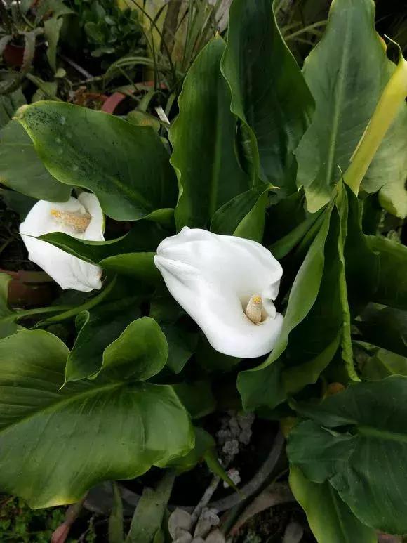 马蹄莲的全年养殖方法,马蹄莲秋天怎么养