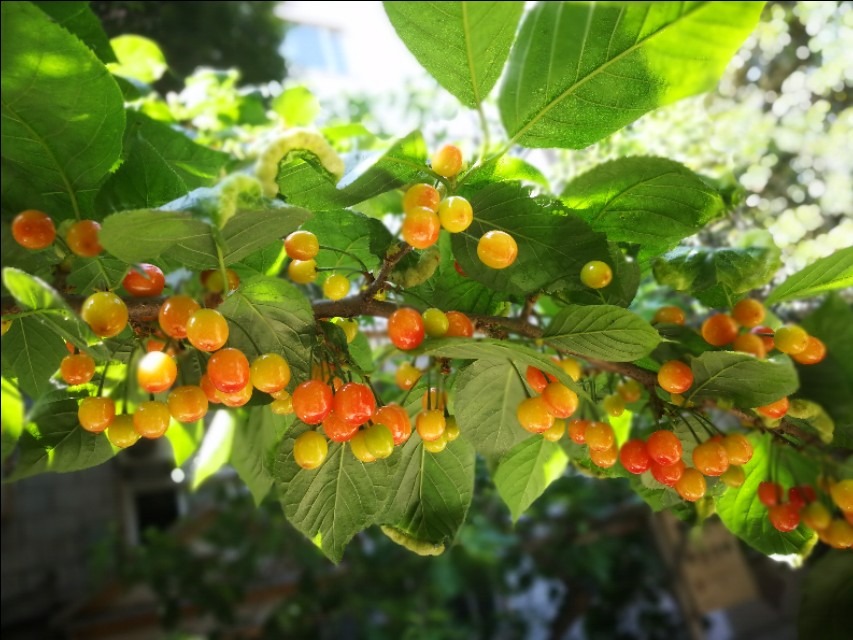 野樱桃树上面长的黑疙瘩是什么,樱桃树上面结满了樱桃图片