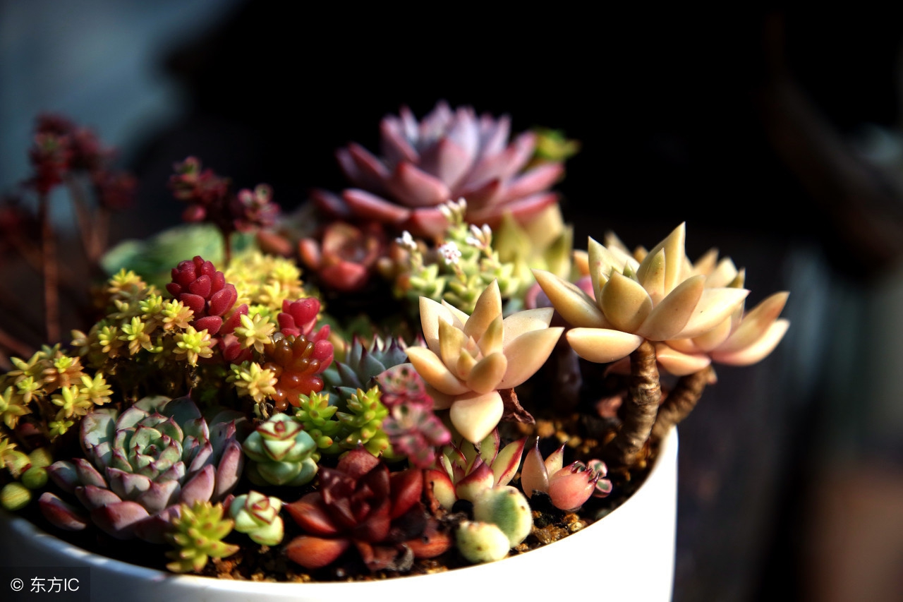 多肉叶子为什么一碰就掉,多肉叶子一碰就掉怎么办