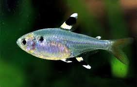 草缸灯鱼专用灯,草缸专用灯防太阳