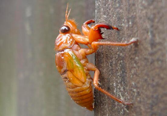 今年知了猴还能吃吗,野生动物保护法知了猴还能吃吗