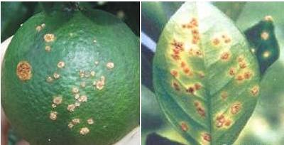 植物细菌病分类,植物细菌病害的识别依据