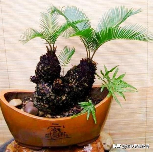 铁树盆景养殖技巧,铁树盆景制作全过程