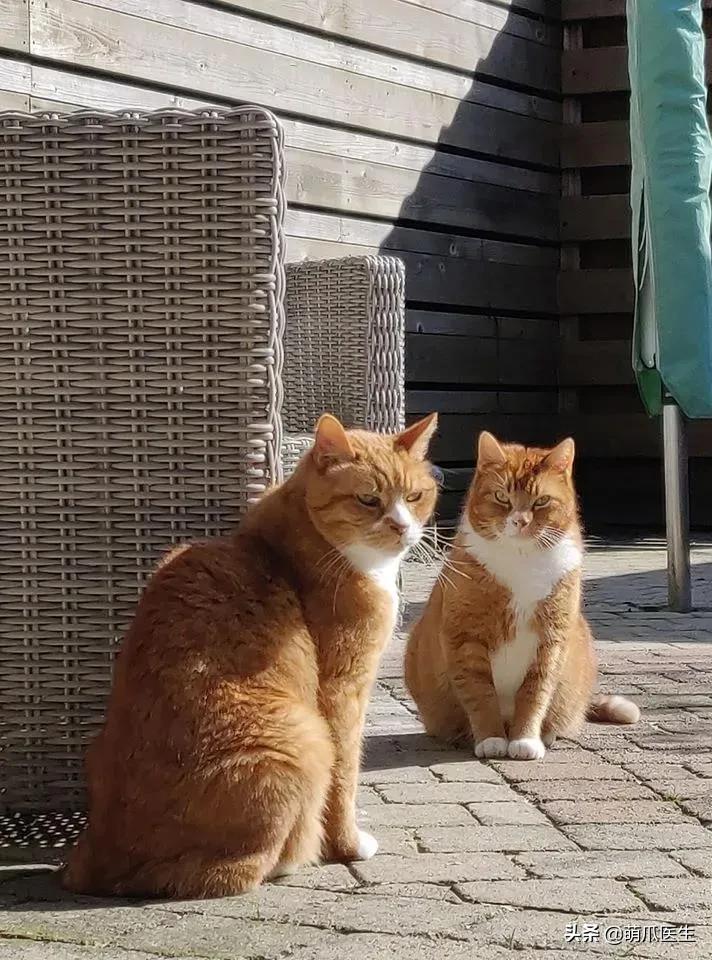 猫咪长大后还认得出兄弟姐妹吗,猫咪长大还记得自己的同胞兄弟吗