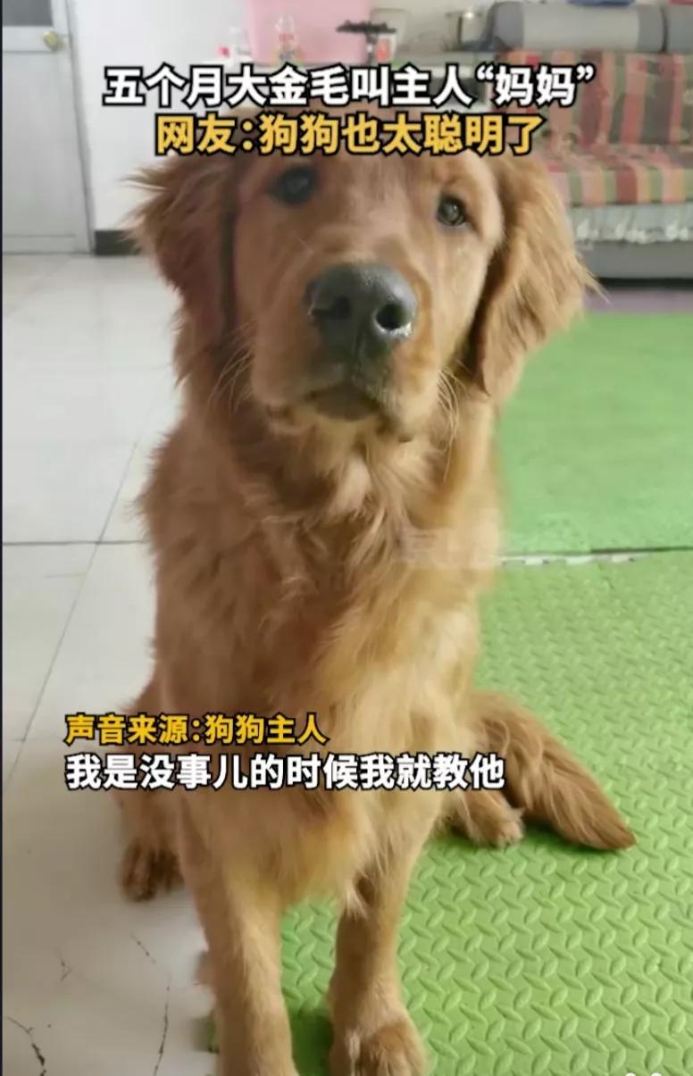狗狗居然会喊妈妈,狗狗对主人不会叫只会嘤嘤嘤