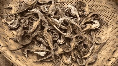 告别北上广：女白领朋友圈直播捕鱼，看了才知道什么是硬核海鲜