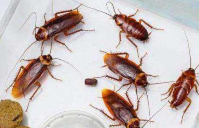 居家和疫情恢复返校之际,蟑螂药的选择,中药或是发展契机