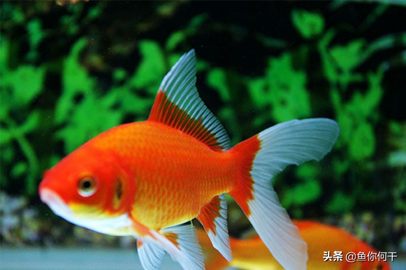 万能鱼药有用吗,鱼药真的管用吗