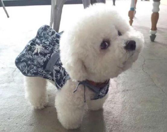 比熊犬好处,比熊犬为什么不建议新手养