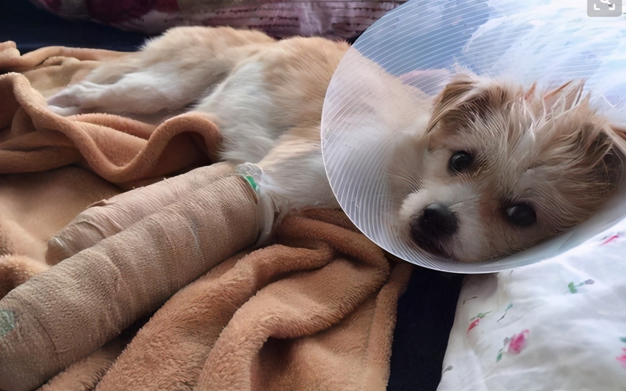 狗狗缺乏微量元素吃什么,狗狗微量元素哪个牌子好