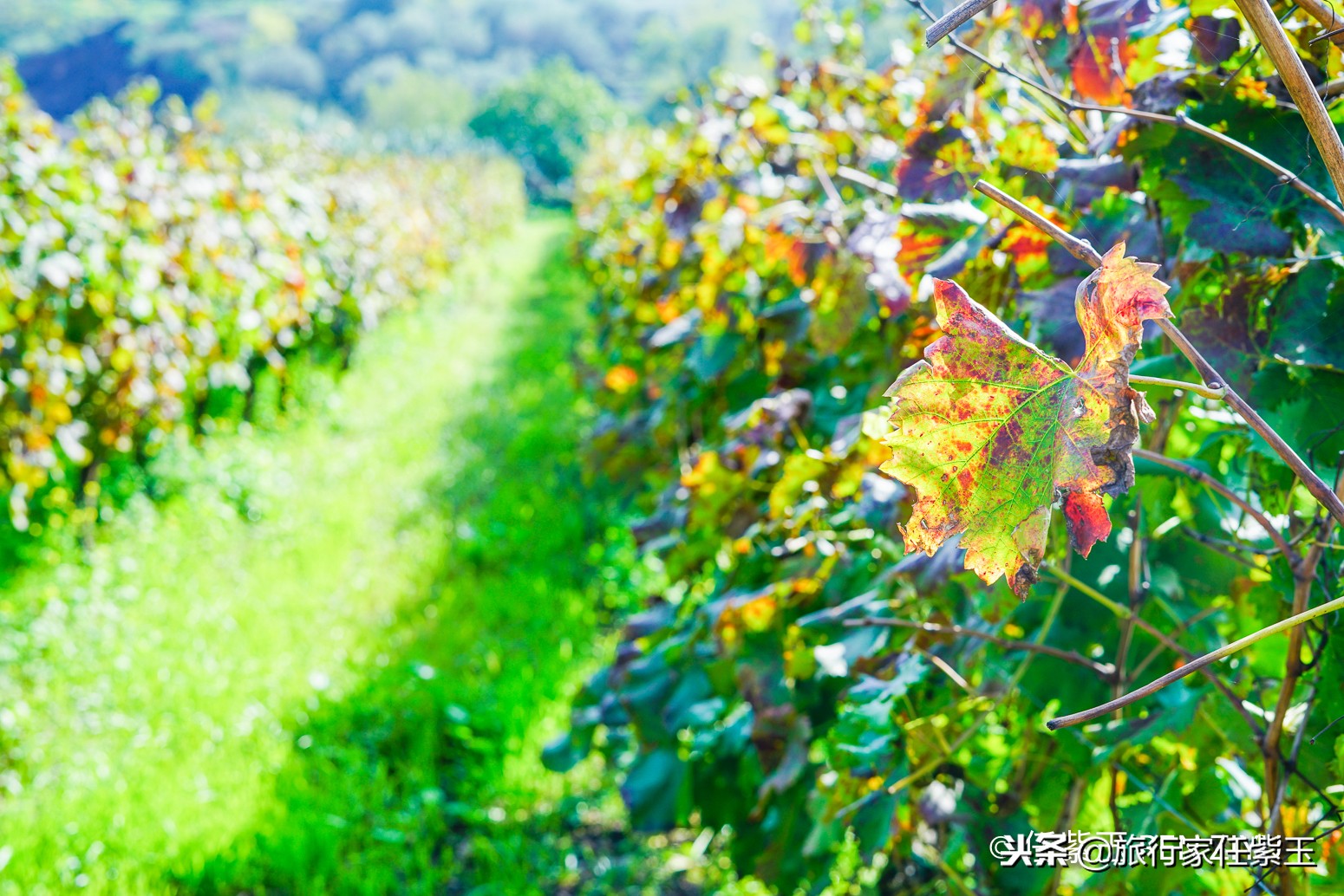 意大利旅游地中海,意大利西西里旅游视频
