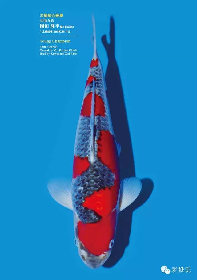 锦鲤易感染小爪虫,冬季锦鲤容易生哪几种疾病