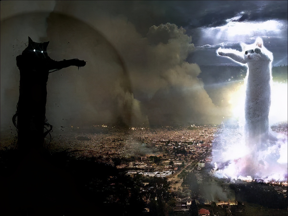 为什么猫老了我会觉得难过,为什么感觉猫变老了