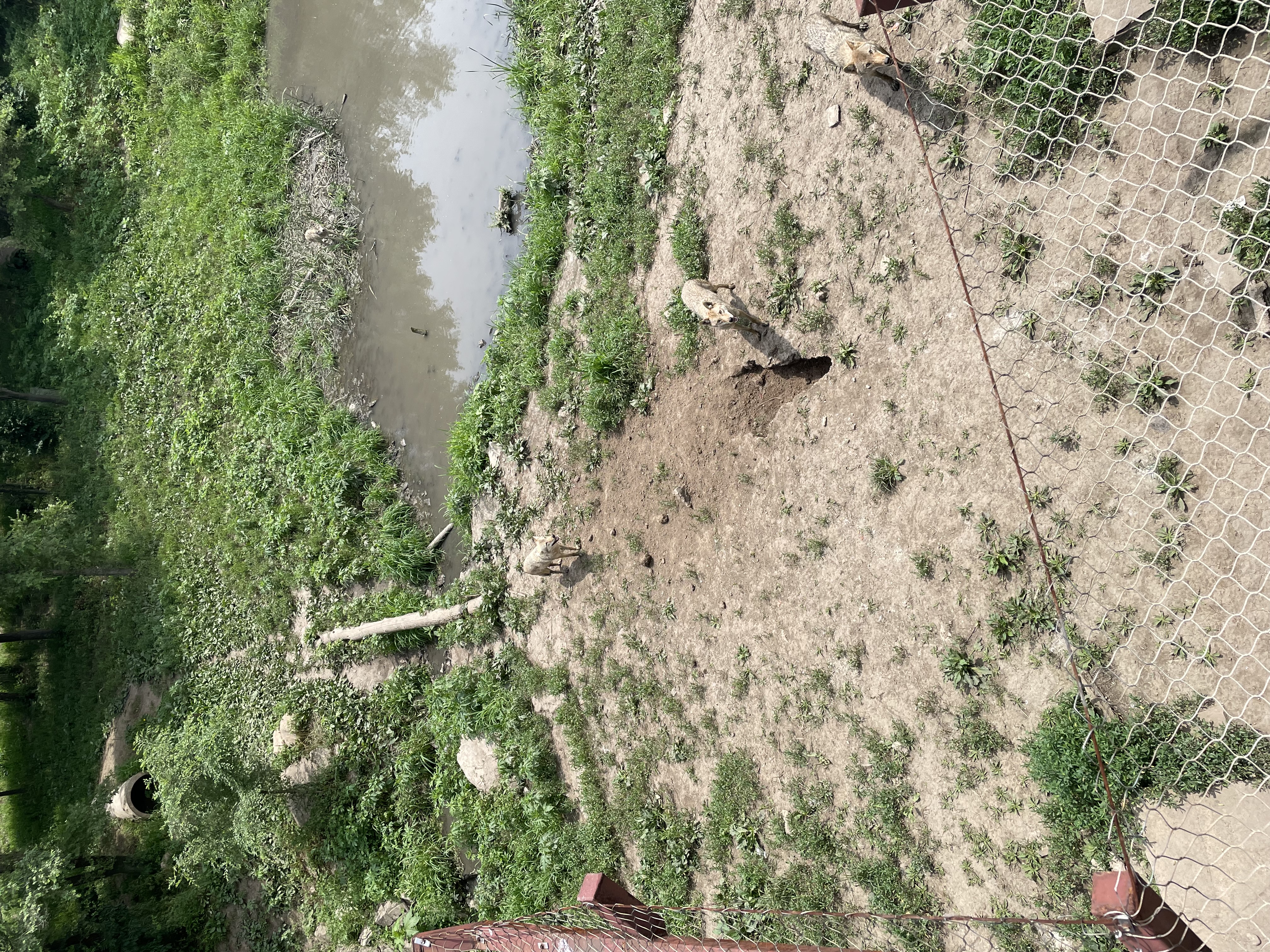 沈阳森林动物园春游,五一小长假去沈阳森林动物园游玩