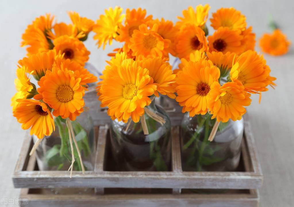 每个十一月生日对应的生日花,365天每天代表生日的花有哪些