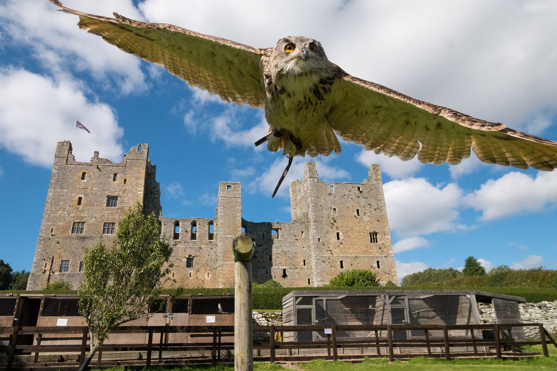 棕熊打各种熊和各种动物画面,动物和熊斗的视频