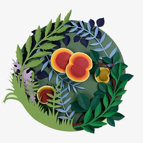 如何辨别灵芝孢子粉的好坏真假,灵芝孢子粉真假怎么分辨请看视频