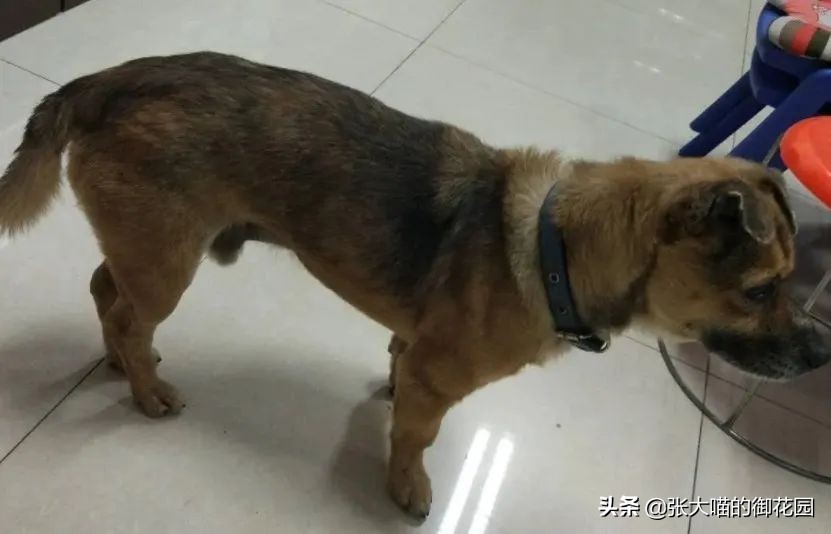 主人因新冠疫情离世，狗狗苦守医院3个多月！堪称现实版忠犬八公