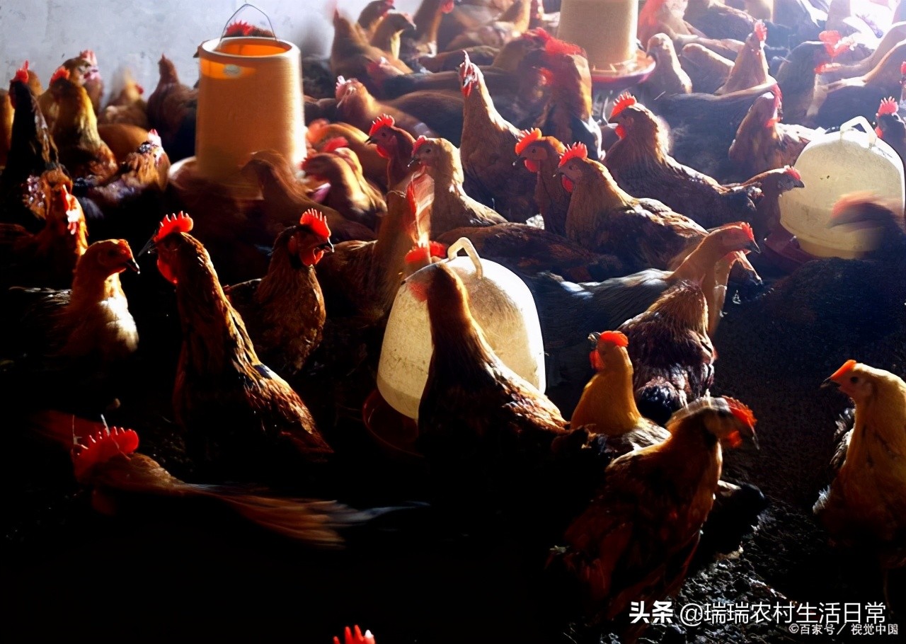 冬季养鸡大肠杆菌病的防治方法,散养鸡大肠杆菌防治方法