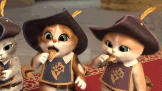 如何带小猫出国旅游,怎么带猫咪出国旅游最好