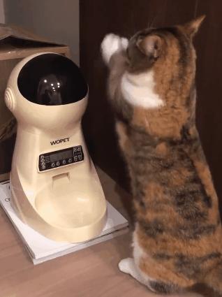 过年回家15天留守猫咪怎么办,主人回家过年猫咪独自等候