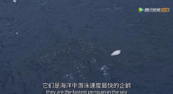 炸裂9.9，BBC再出神片，美得让人脸红