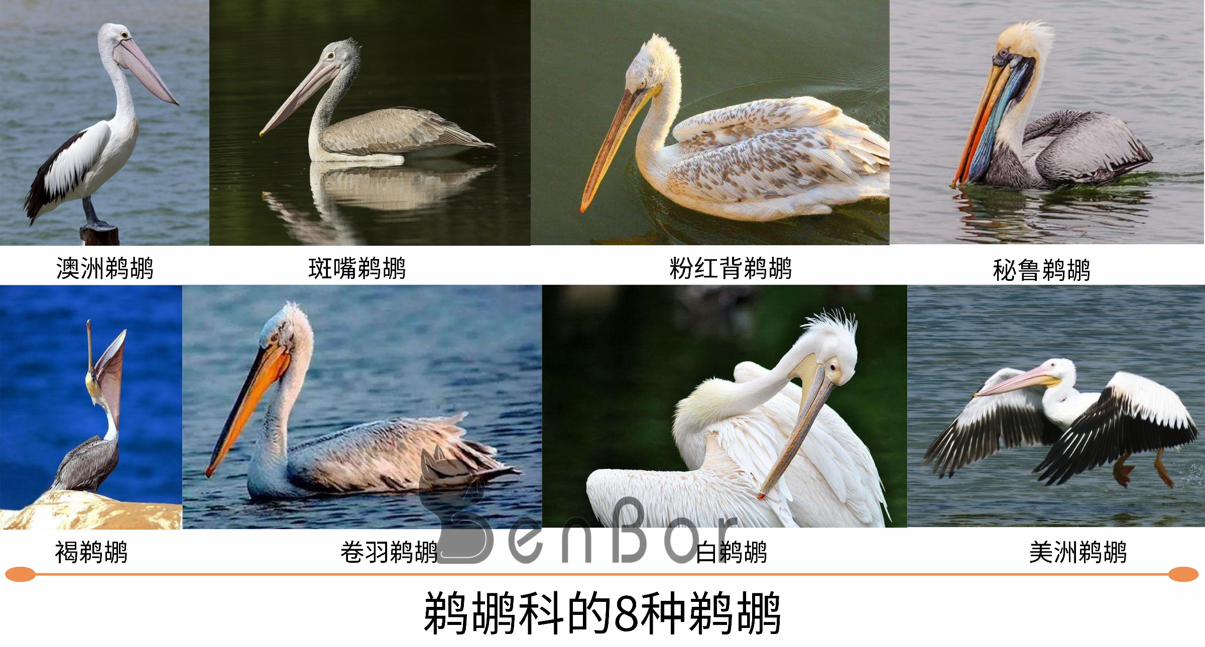 看起来威武霸气,其实比谁都嘴欠,带你了解鹈鹕的生活