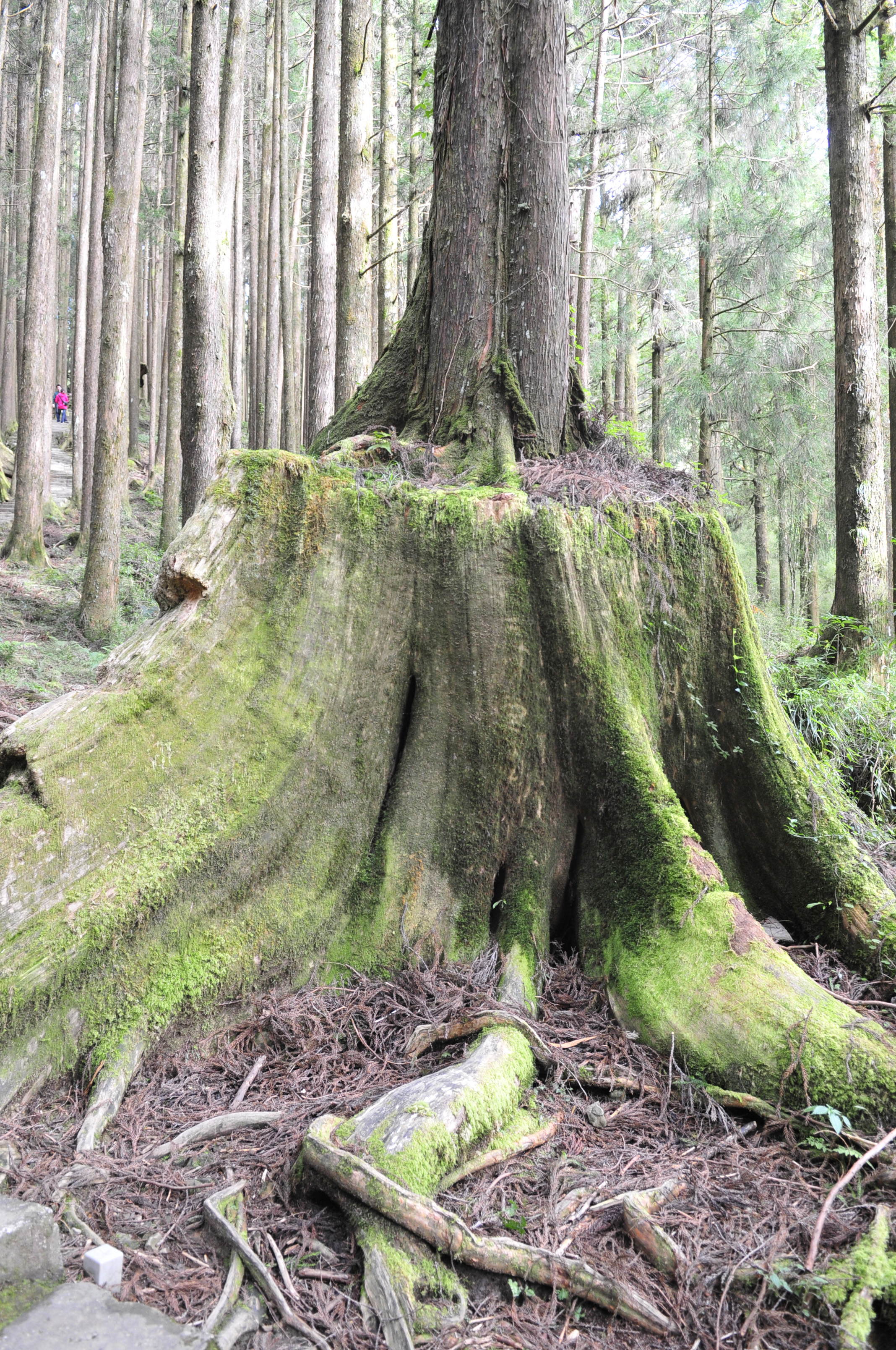 阿里山的故事告诉我们什么,台湾古树的故事