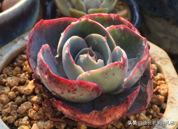 有一种神秘的多肉叫达芬奇密码，它的叶片卷卷的，出状态则仙仙的