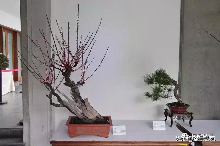 姊呰姳鐩嗘櫙浠锋牸,榫欐父姊呰姳鐩嗘櫙