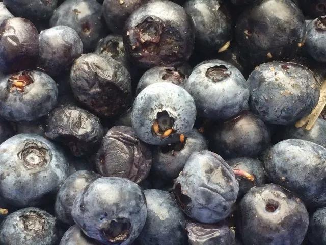 蓝莓病虫害防治视频教学,蓝莓常见虫害及防治知识回答