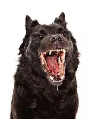 被狗狗抓伤该怎么自救,小朋友遇到陌生的狗应当怎么办