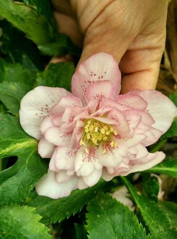 冬天零下冻不死的花,零下十度也冻不死的茉莉花