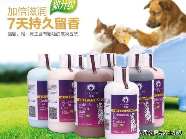 猫咪两天没吃东西生病了能洗澡吗,猫咪只要不应激可以经常洗澡的吗
