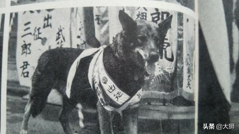 日本侵华时军犬,日本战败后伪军怎么处理