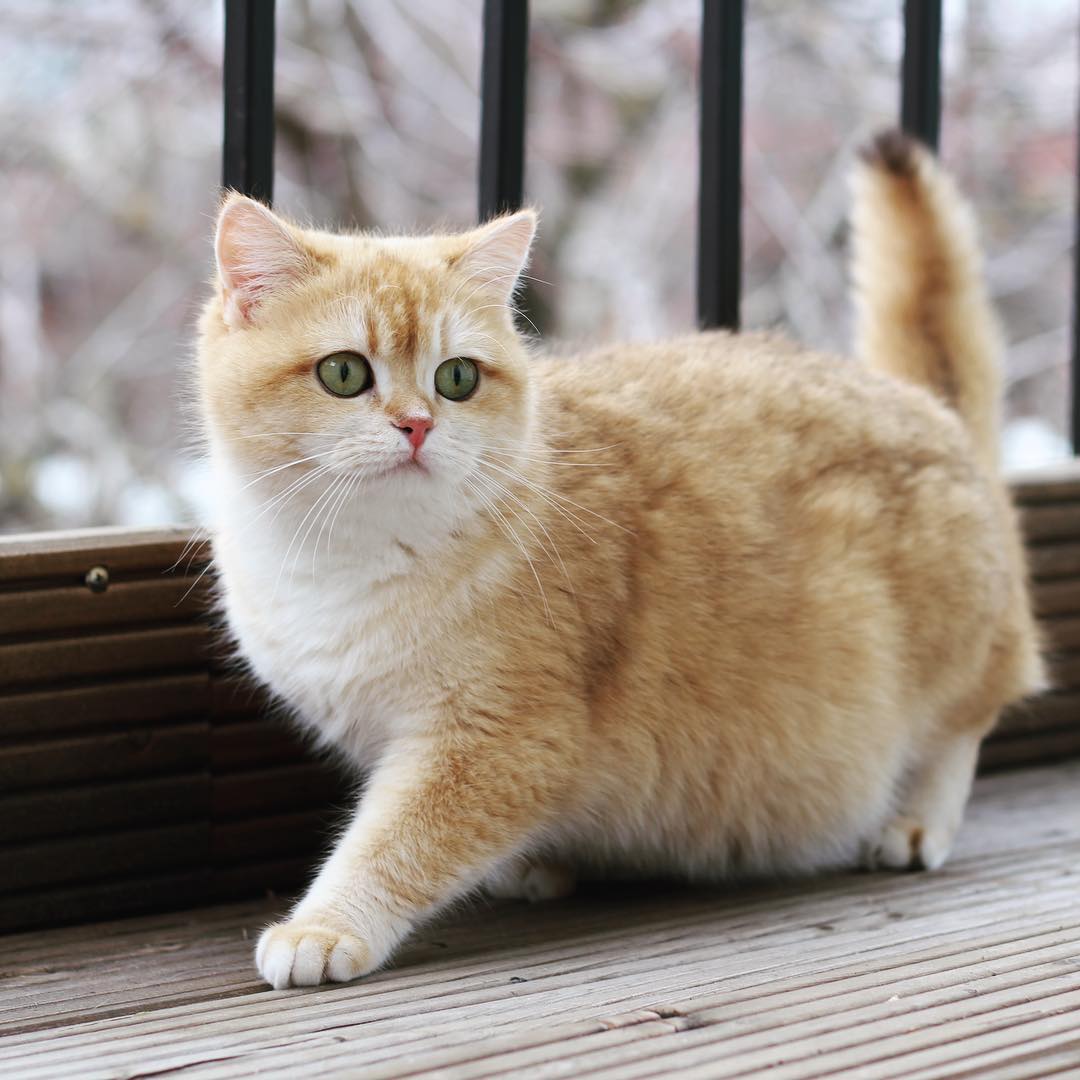 猫咪胆小怕应激怎么锻炼带它出门,怎么改善猫咪胆小的性格