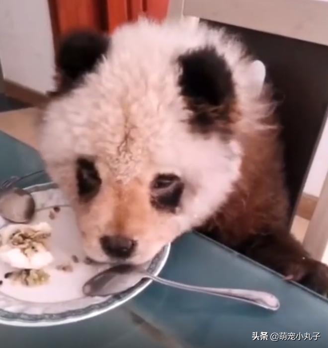 熊猫松狮犬是染色的吗,不染色熊猫松狮犬