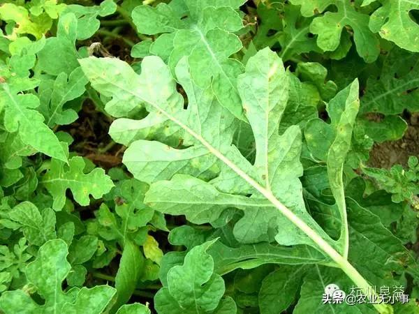 新版西瓜病虫害解决方案,2020西瓜病害视频