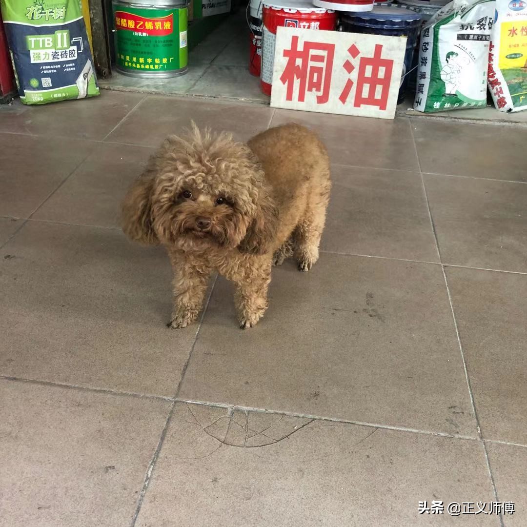 长隆动物园的动物,广州的长隆野生动物园有哪些动物