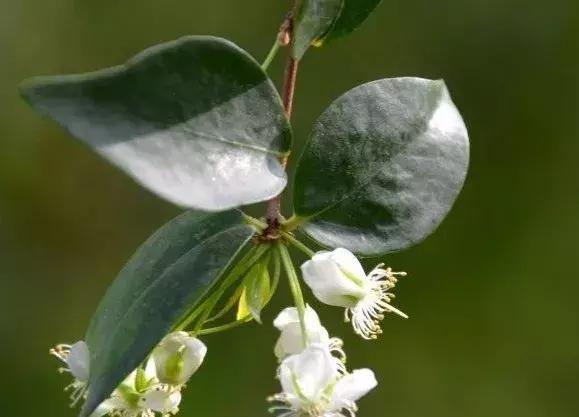 90斤的超大南瓜,迷你南瓜一个多少斤